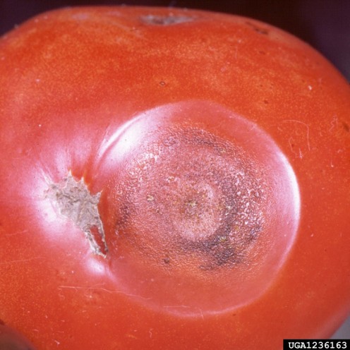 Anthracnose tomato digital document .jpg